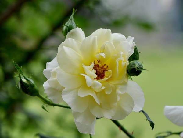 古豪バイエル レバークーゼン 創立50周年のバラ 花の公園 俳句 ｉｎｇ
