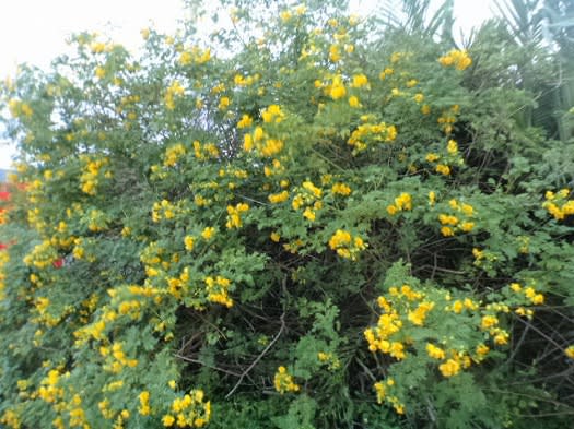 我が家に咲く黄色い花 奄美ロングステイ