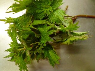 初めての山菜 モミジガサに似ていますが 田舎主婦の日日是好日 初めての山菜 モミジガサに似ていますが 田舎主婦の日日是好日