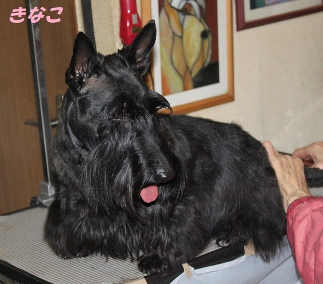Land Rose Scotties Land Rose Scotties