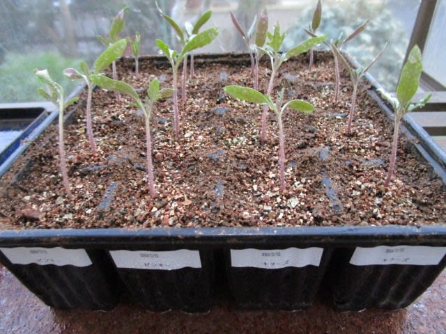 3月8日 ミニトマト ピンキーとキラーズ 100 発芽 ビギナーの家庭菜園