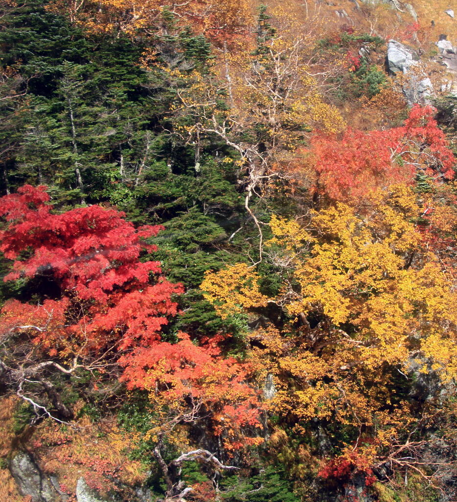 山の紅葉　２の画像