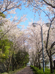 遊歩道の桜