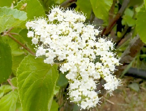 白い小花が咲く花木 ガマズミ コゴメウツギ シルバープリペット ネズミモチ 他 花と徒然なるままに