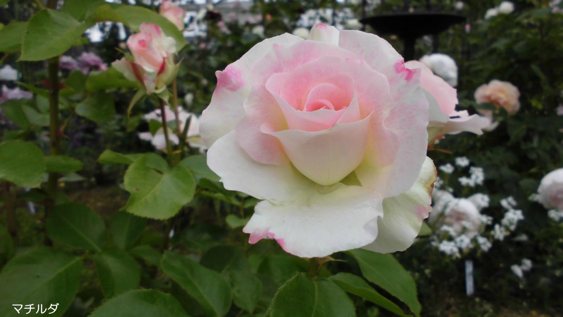 私の愛するバラ１０選 マチルダ 四季彩ガーデンにようこそ