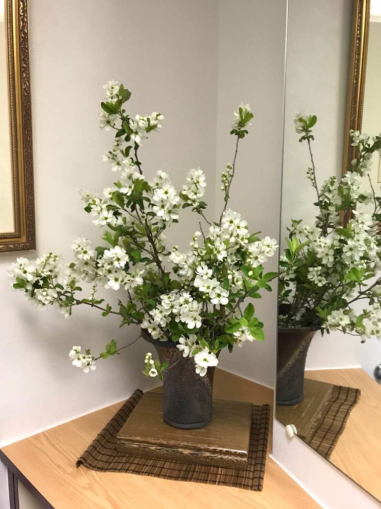 八重咲き 梅花ウツギ （ 五月梅 ） 5号鉢植え ガーデニング・農業