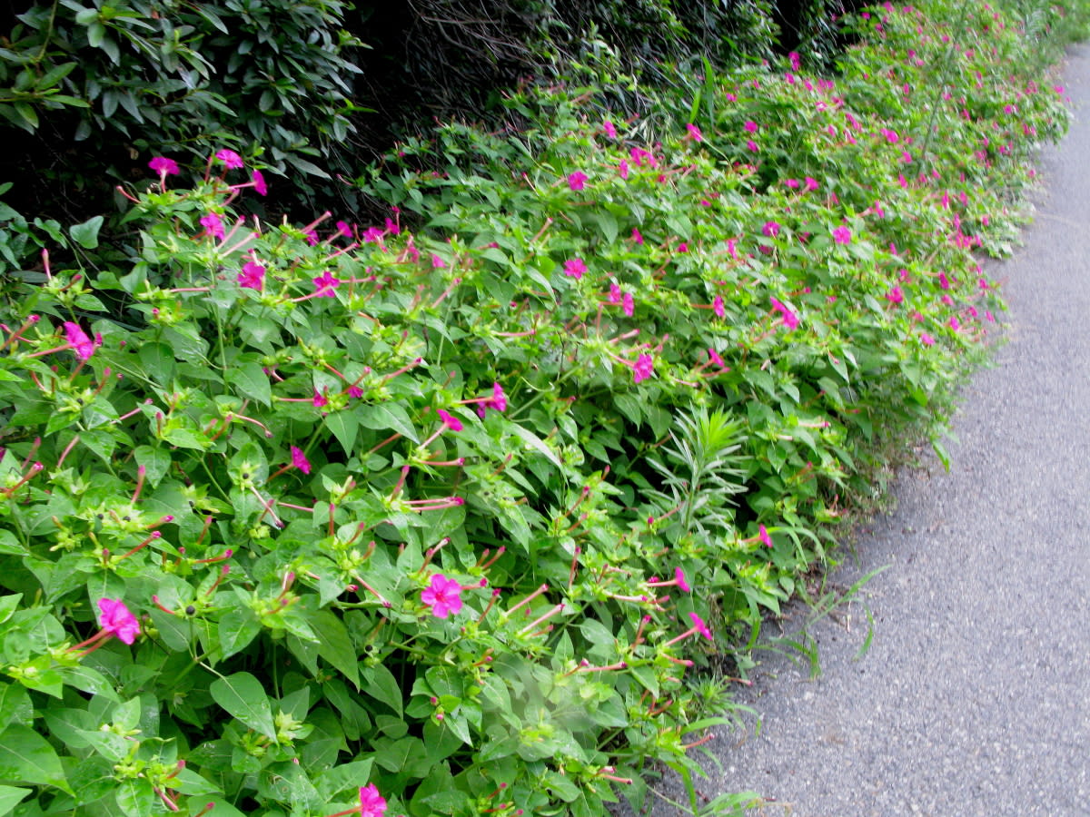 道端に咲く花 オシロイバナ メマツヨイグサ マルバルコウ 他 自然を求めて近辺ぶらり