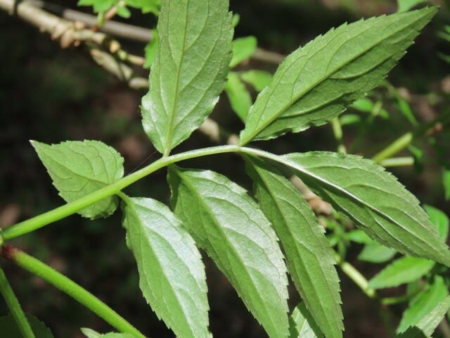 高ボッチ高原・鉢伏山の植物　ニワトコ（接骨木）