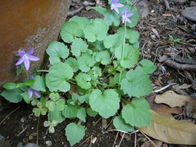 カンパニュラ セルビアン ベルフラワー Serbian Bellflower の花 モノトーンでのときめき カンパニュラ セルビアン ベルフラワー Serbian Bellflower の花 モノトーンでのときめき