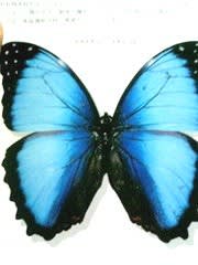 きれいな蝶 生き物の情報