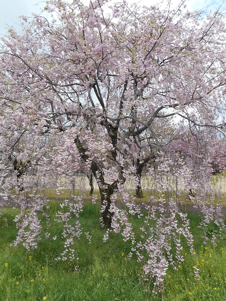 里に咲く 八重枝垂れ桜 ヤエシダレザクラ すたこらの雁書