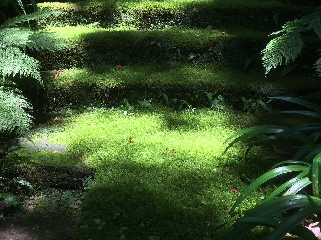 鎌倉の苔寺 平方録 鎌倉の苔寺 平方録