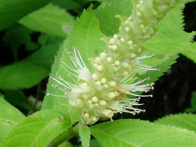 高尾山などの「寅太の山野草」