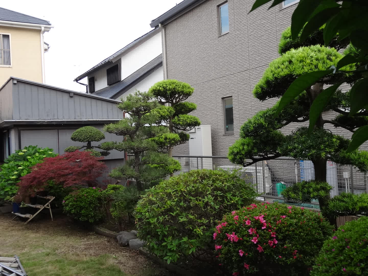 綺麗な庭 偉いのは私じゃなく ここまで育てた両親です のんきいきいき So 走 Happy 櫻庭健一の日記