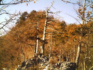 一石山を振り返り、北斜面は樹種も黄葉も違った