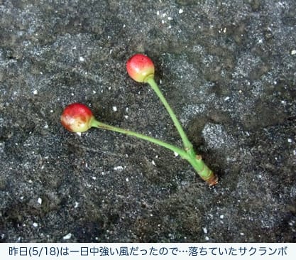 https://blogimg.goo.ne.jp/user_image/34/43/183f8e9fec622fbeec60fd67656d9c10.jpg