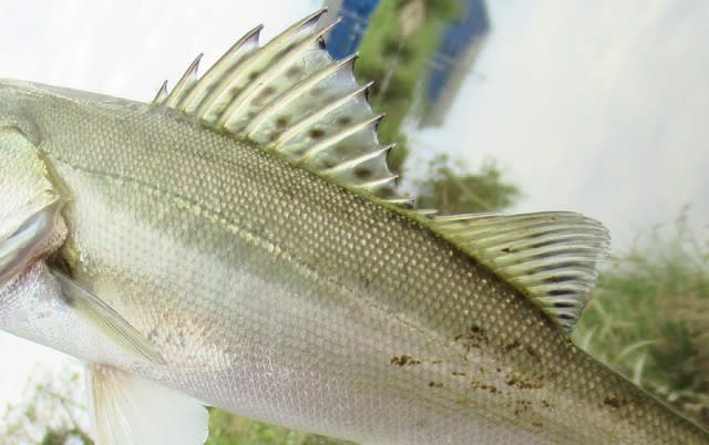野生の生命力【後編】 | ダメおやじの悪あが記 野生の生命力【後編】 | ダメおやじの悪あが記