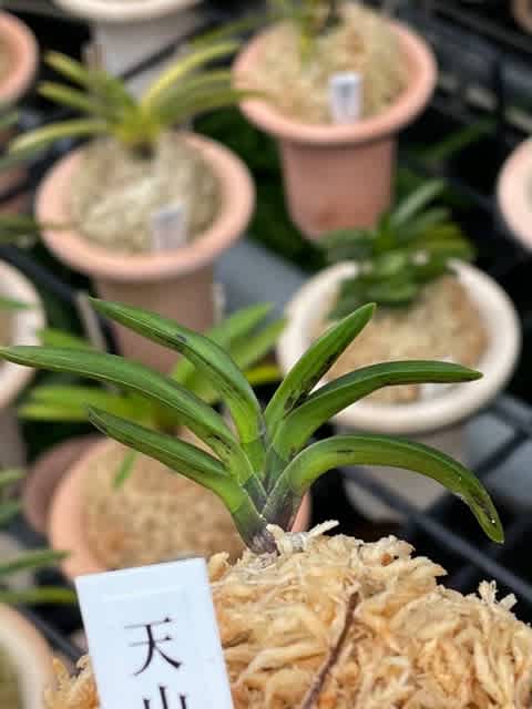 富貴蘭　必見！!天山黄縞(幻の超絶稀少品種) 富貴蘭販売 | 蘭のみその