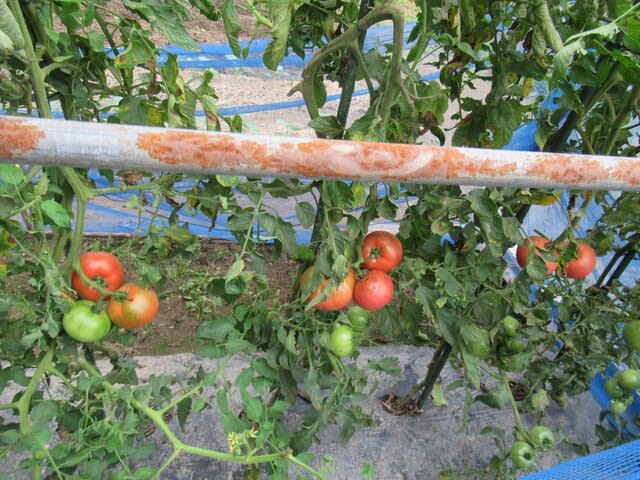 トマト連続摘芯栽培 21 第７花房収穫と下葉の整理 里山悠々録