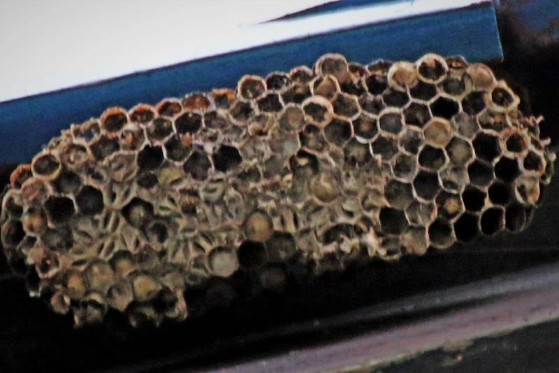 自宅のベランダ 蜂の巣 駆除 写真で綴るすぎさんのブログ 我孫子発信