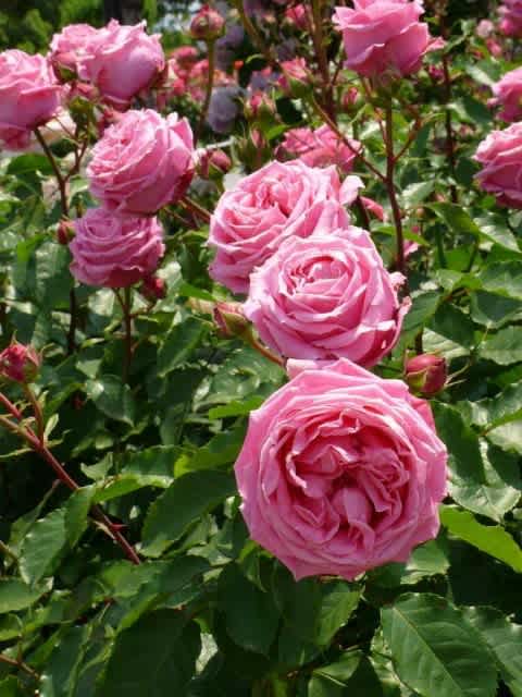 バラ オーギュスト・ルノワール - HAYASHI-NO-KO