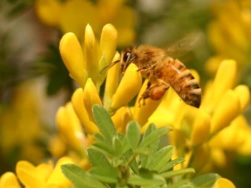 蜂 エニシダの蜜は美味しいのかな お庭な出来事
