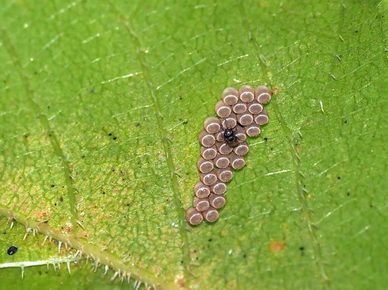 チャバネアオカメムシの卵に寄生蜂 てんとう虫の歳時記 2
