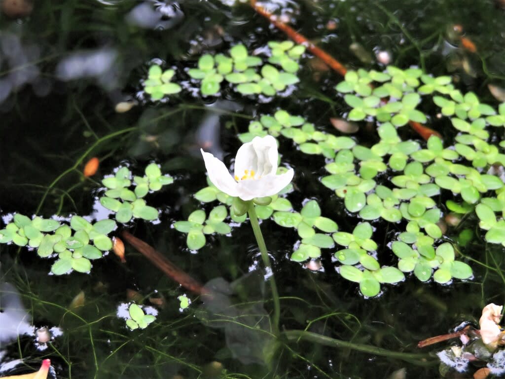 梅雨の朝のオオカナダモの花 ふるさと加東の歴史再発見