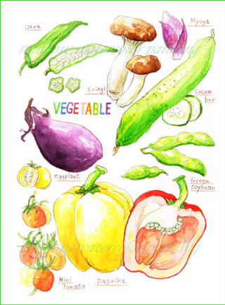夏の野菜 おさんぽスケッチ にじいろアトリエ 水彩 色鉛筆イラスト スケッチ