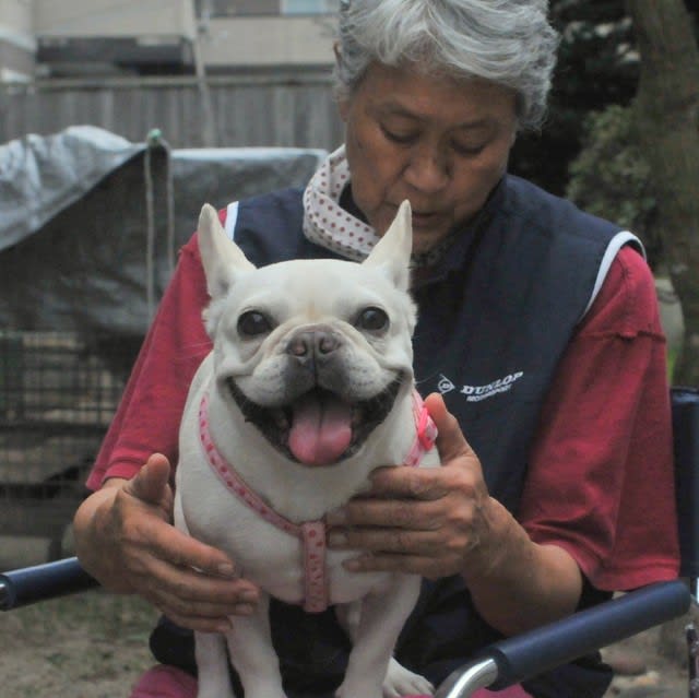 エッ姉妹 親子 Blog Keiko French Bulldog Pag フレンチブルドッグ パグ 柴犬のブログ