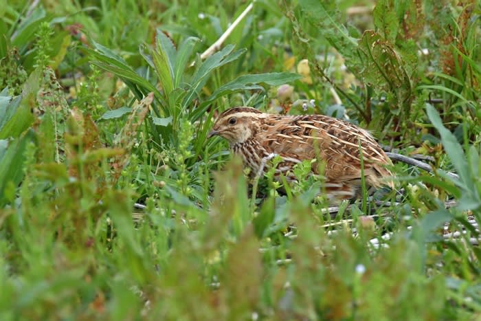 初見 野生のウズラの姿を 色んなアングルで Kikuのフォトルーム