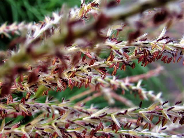 なぎさ公園 の ススキとコキア ムツゴロウ の花散歩