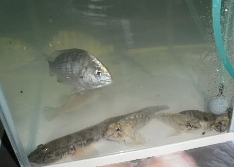 退避中 カサゴ タケノコメバル ネズミゴチ カサゴ マハゼの飼育と生態観察日記 退避中 カサゴ タケノコメバル ネズミゴチ カサゴ マハゼの飼育と生態観察日記