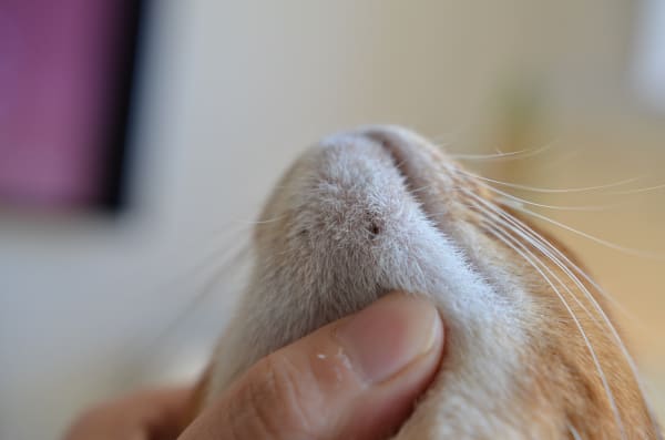 猫 あご にきび