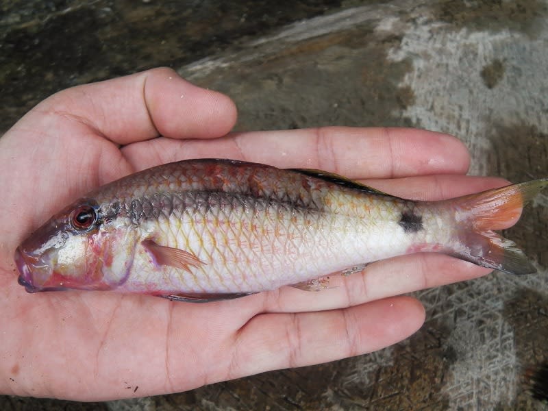 寄生虫 ウオノエ 大型魚飼育 In 神秘の国インドネシア