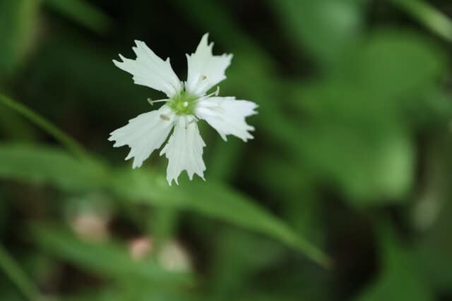 白い繊細な花が美しい センジュガンピ 箱根の花 21 47 野の花 庭の花