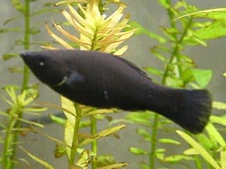ブラックモーリー うちの熱帯魚 A Z Aquarium