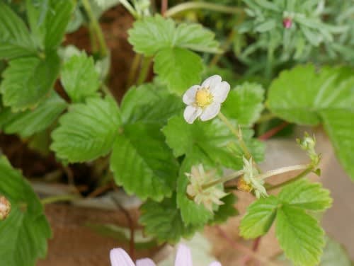 寄せ植え作りでお家時間を楽しもう 旅するガーデナー 寄せ植え作りでお家時間を楽しもう 旅するガーデナー