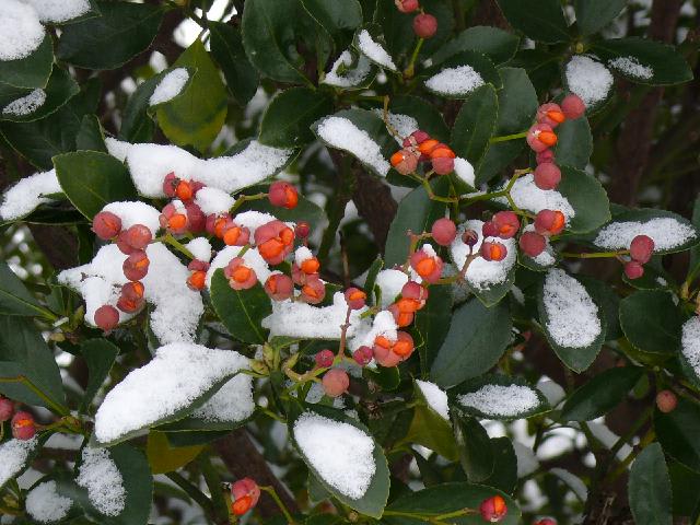 雪をかぶったマサキ 柾 の実 雪の花 Peaの植物図鑑