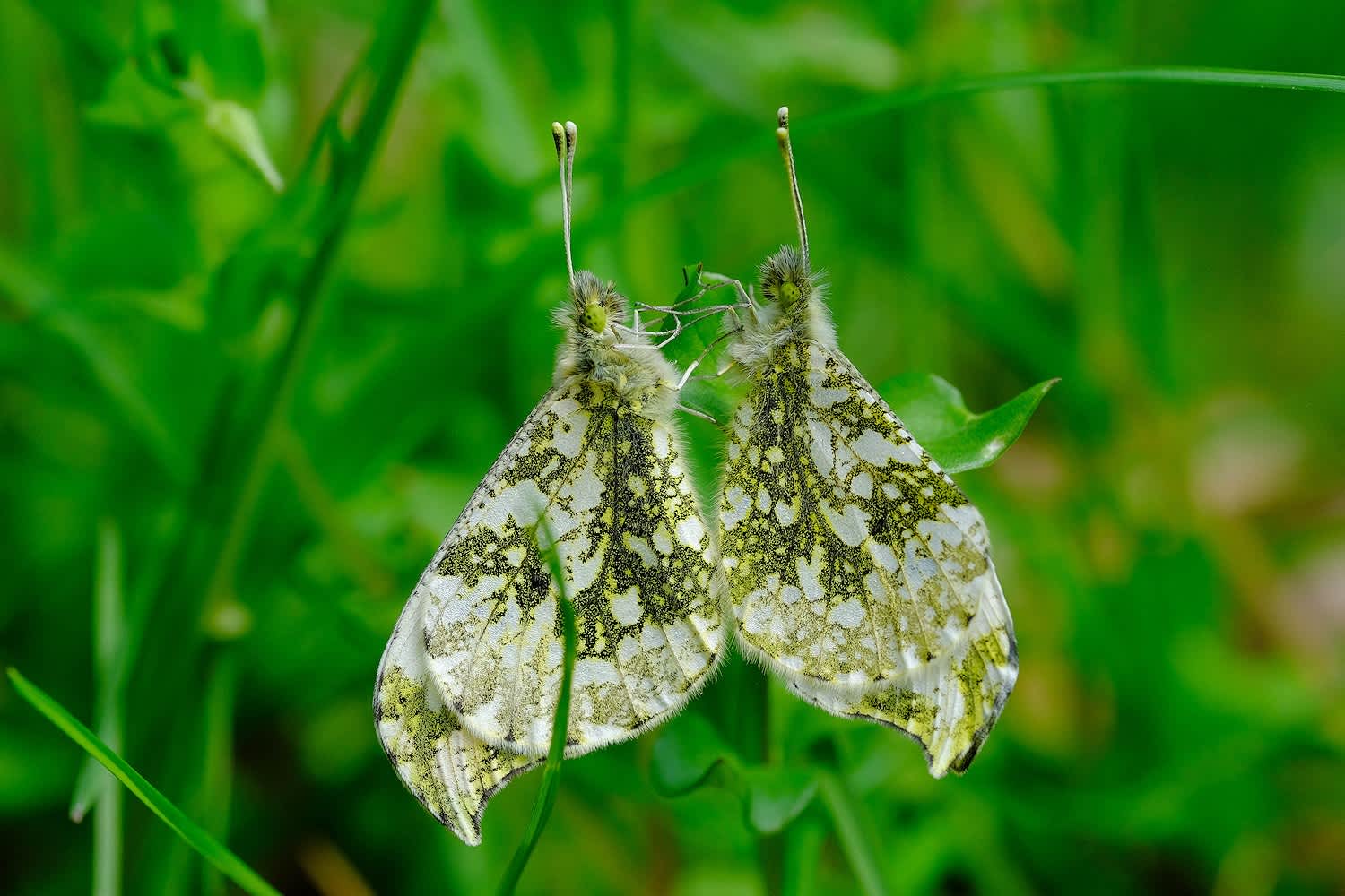 虫 チョウ のブログ記事一覧 野遊び倶楽部