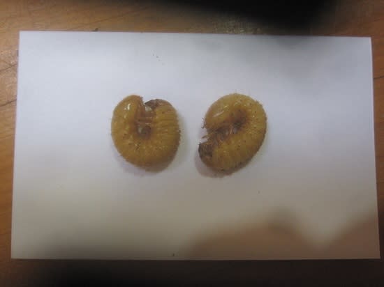 種不明のコガネムシ幼虫 昆虫採集記 種不明のコガネムシ幼虫 昆虫採集記