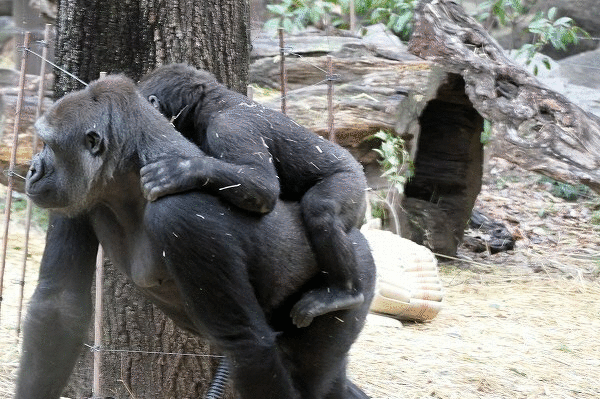 恩賜上野動物園 2 なんでもかんでも手帳 恩賜上野動物園 2 なんでもかんでも手帳
