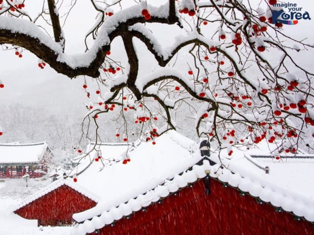 冬の韓国 きつねゆりセカンドハウス
