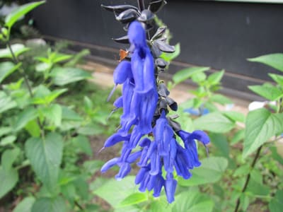青い花のハーブ の ほ ほ ん