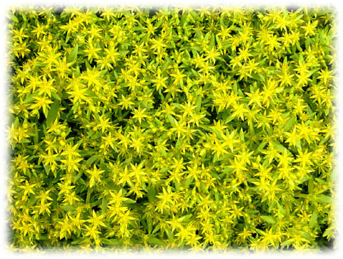 初夏の花 星型の黄色い花 コモチマンネングサ 日々是好日 とっつあんの雑記帳
