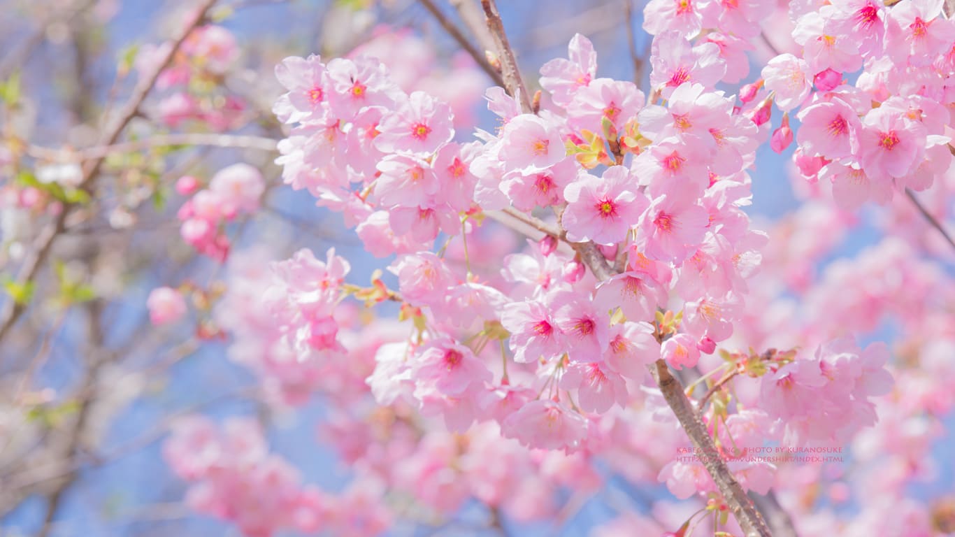 アクチュエータ 大学生 ボイコット パソコン デスクトップ 壁紙 桜 Maisonette Park Jp