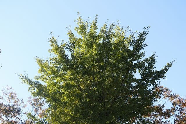 東京都千代田区北の丸公園では 落葉樹の木はまだ ほとんど紅葉していません ヒトリシズカ特論 その２