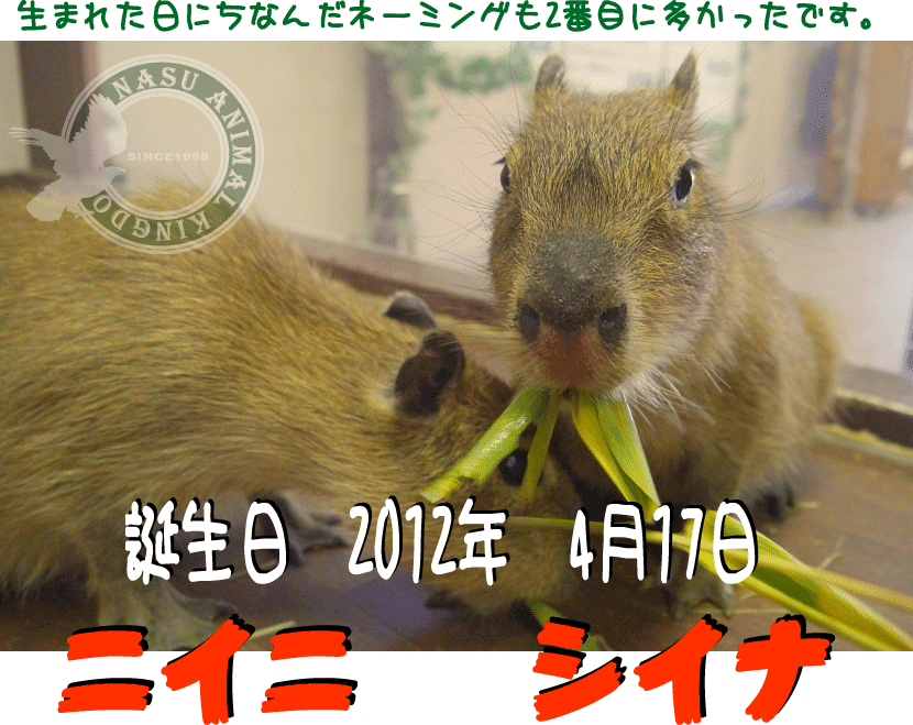 カピバラ のブログ記事一覧 3ページ目 那須どうぶつ王国 Official Blog