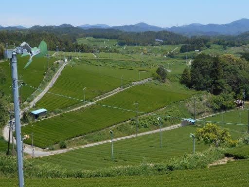 茶摘みのあとの茶園風景 気ままな趣味の散歩道 茶摘みのあとの茶園風景 気ままな趣味の散歩道
