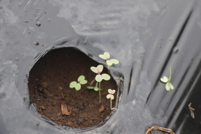 赤リアスからし菜栽培 播種しました 上州の素人菜園